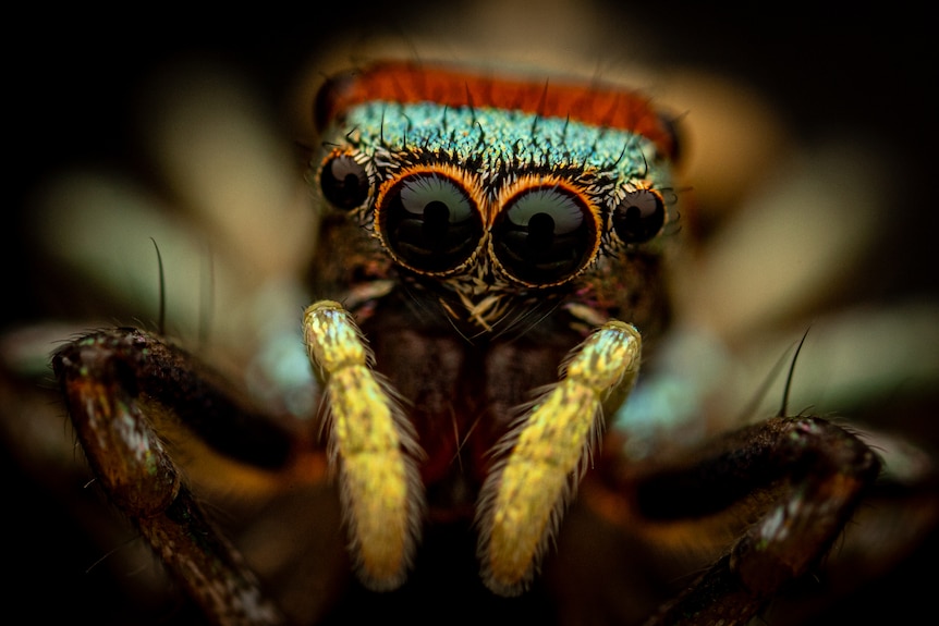 An extremely close-up view of a spiders face.