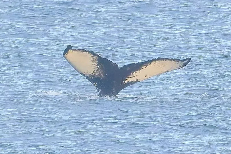 The tale of the humpback whale.