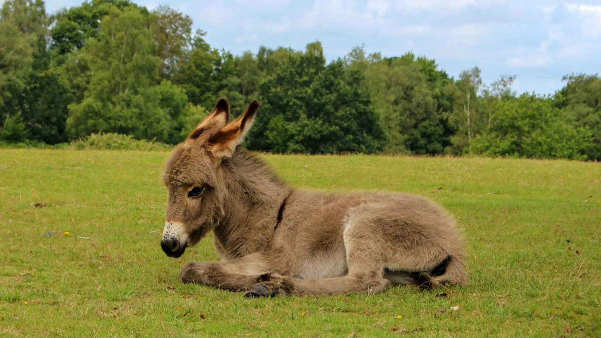 Sleepy Baby Donkey's 'Big Stretch' Has Everyone Melting