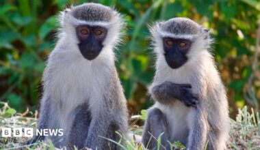 Two vervet monkeys - small with pale fur and black faces - pictured in the grass