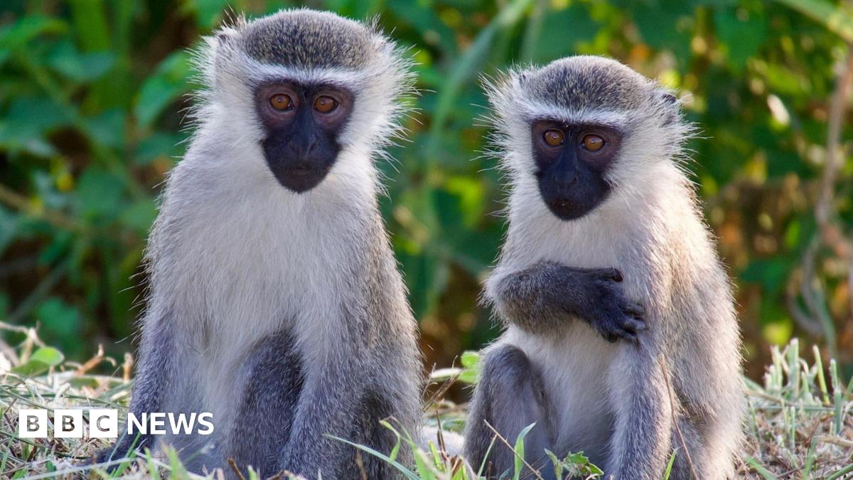 Two vervet monkeys - small with pale fur and black faces - pictured in the grass