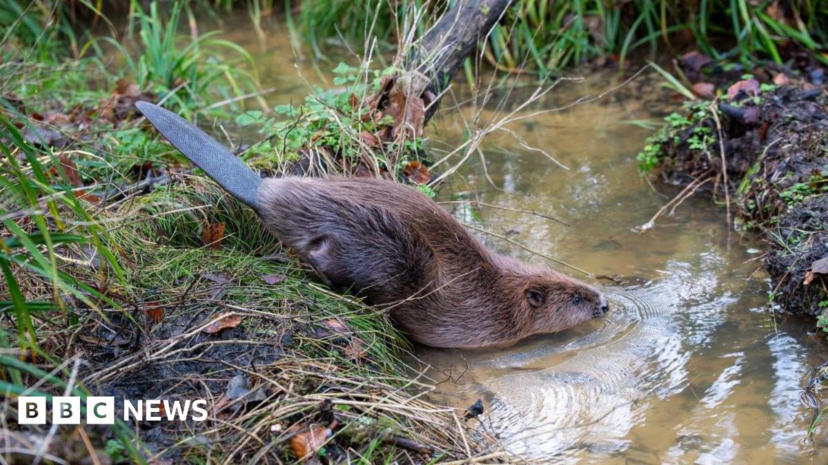 A beaver lowering itself into a stream from a grassy bank. Its flat black tail is pointing in the air as its nose touches the water.