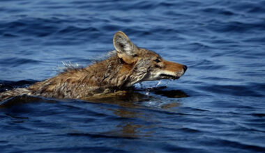 Coyote Spotted Swimming Over a Mile to Alcatraz in First Known Sighting of Animal on Iconic Calif. Island