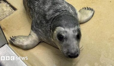 A small grey and white seal lying on a yellow surface and looking up at the camera.