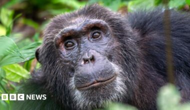 A close up image of a chimpanzee sitting amongst green leaves and bushes.