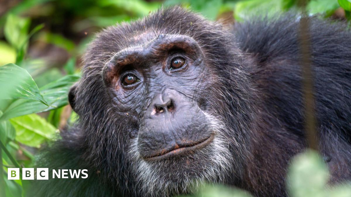 A close up image of a chimpanzee sitting amongst green leaves and bushes.