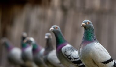 how humans are making the world’s wildlife dangerously samey