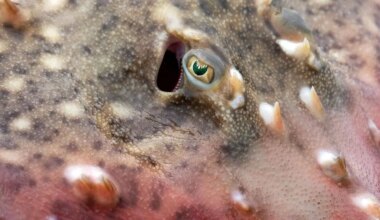 Close-up of a flapper skate’s head and upper body