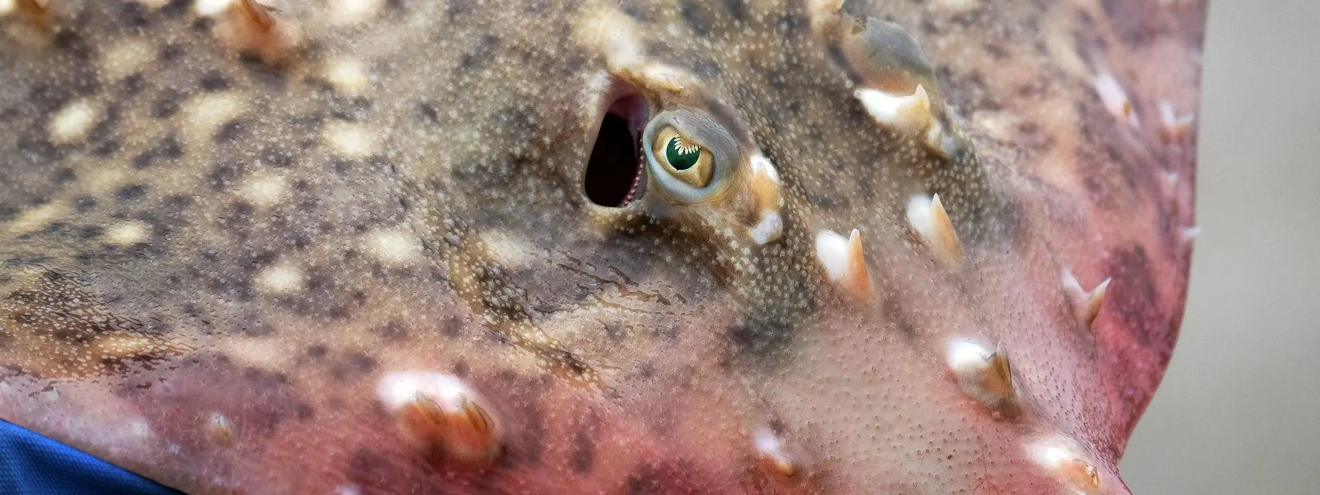 Close-up of a flapper skate’s head and upper body