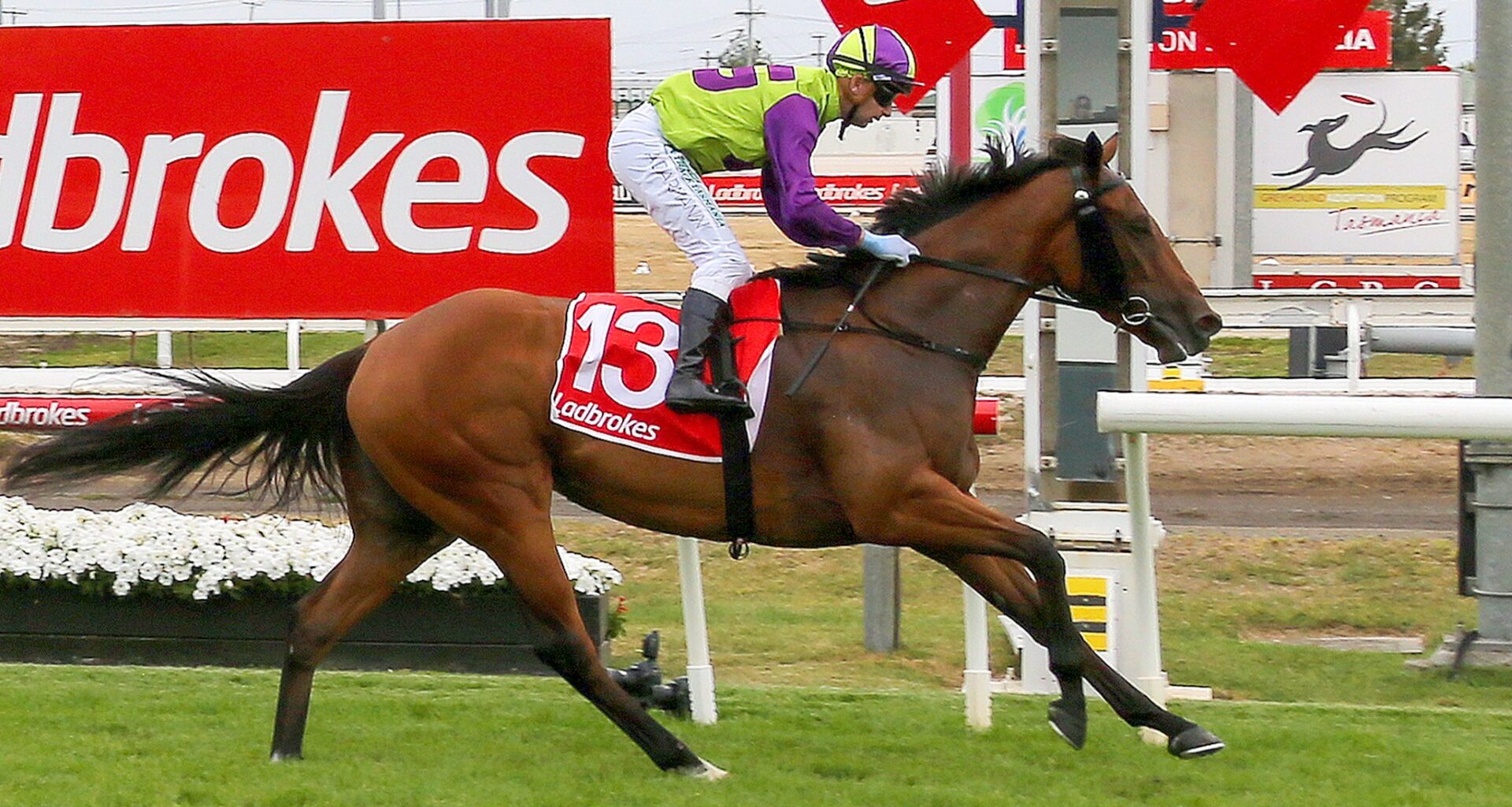 Geegees Mistruth, Oakleigh Plate, exotics