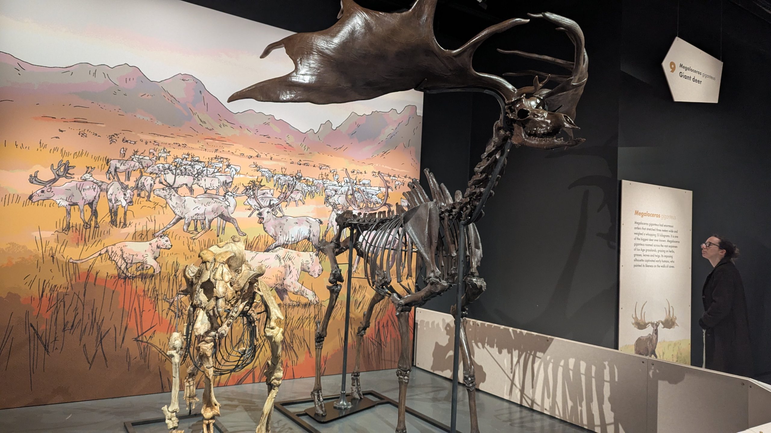 Giant animal skeletons