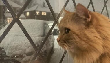 Snow day fun as Storm Goretti grips Solihull