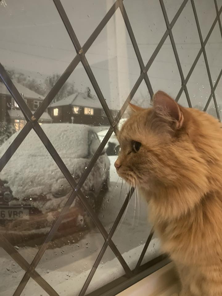 Snow day fun as Storm Goretti grips Solihull