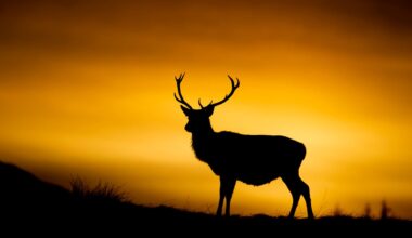 This Highland estate took £1.5m in taxpayer cash but let deer run riot across protected areas