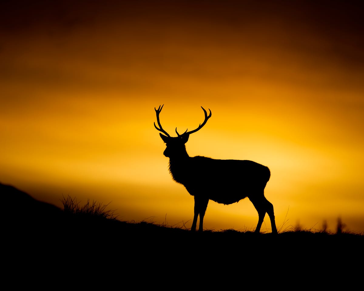 This Highland estate took £1.5m in taxpayer cash but let deer run riot across protected areas