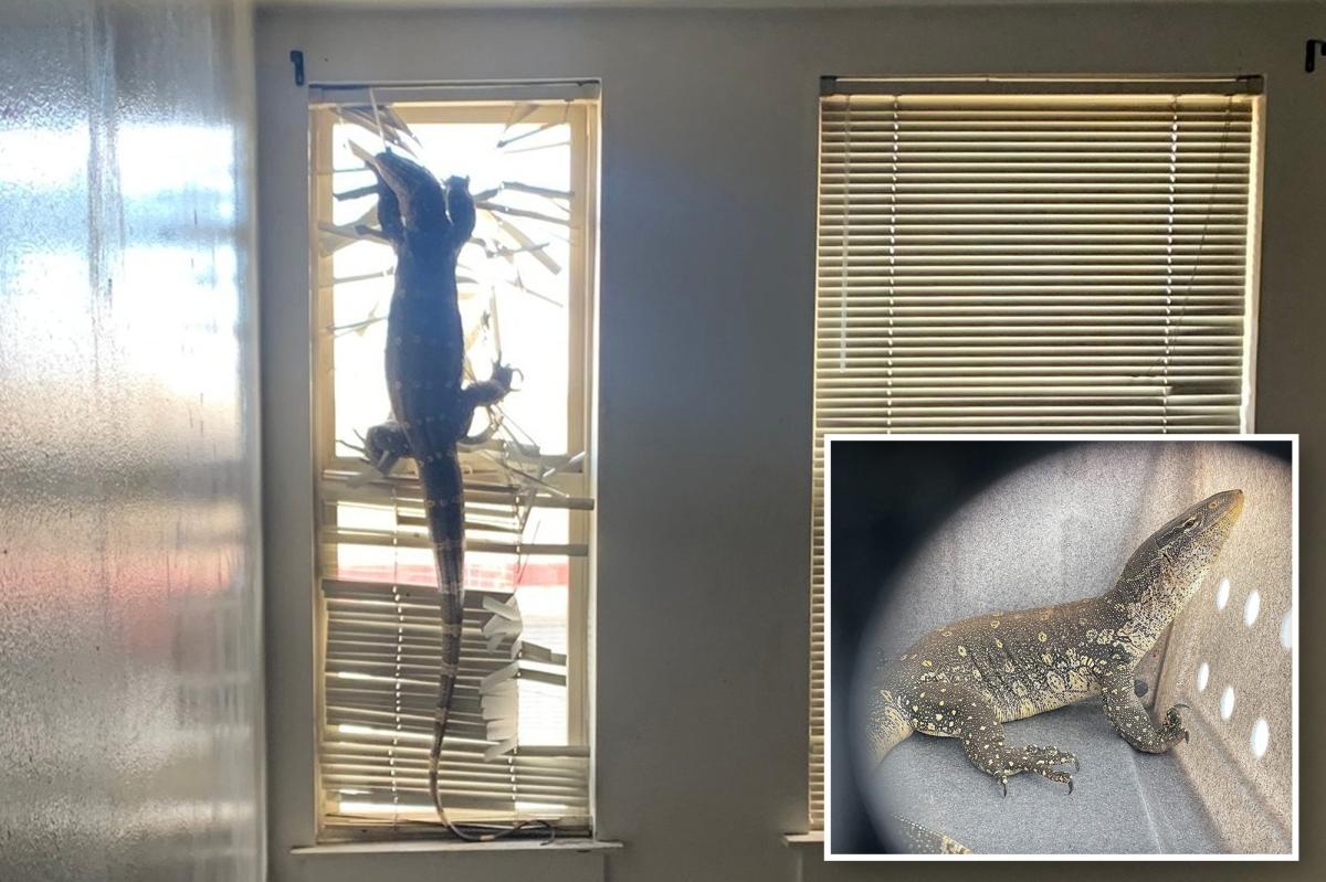 'Komodo dragon' abandoned in Bay Area home