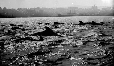 Memories of marine mammals sought for new project