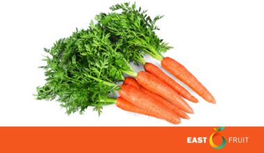 Carrot prices start to rise in Ukraine • EastFruit