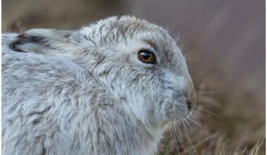 Proposal to issue falconry licences to hunt Mountain Hares in Scotland rejected at Stage 2 of Natural Environment Bill – Raptor Persecution UK
