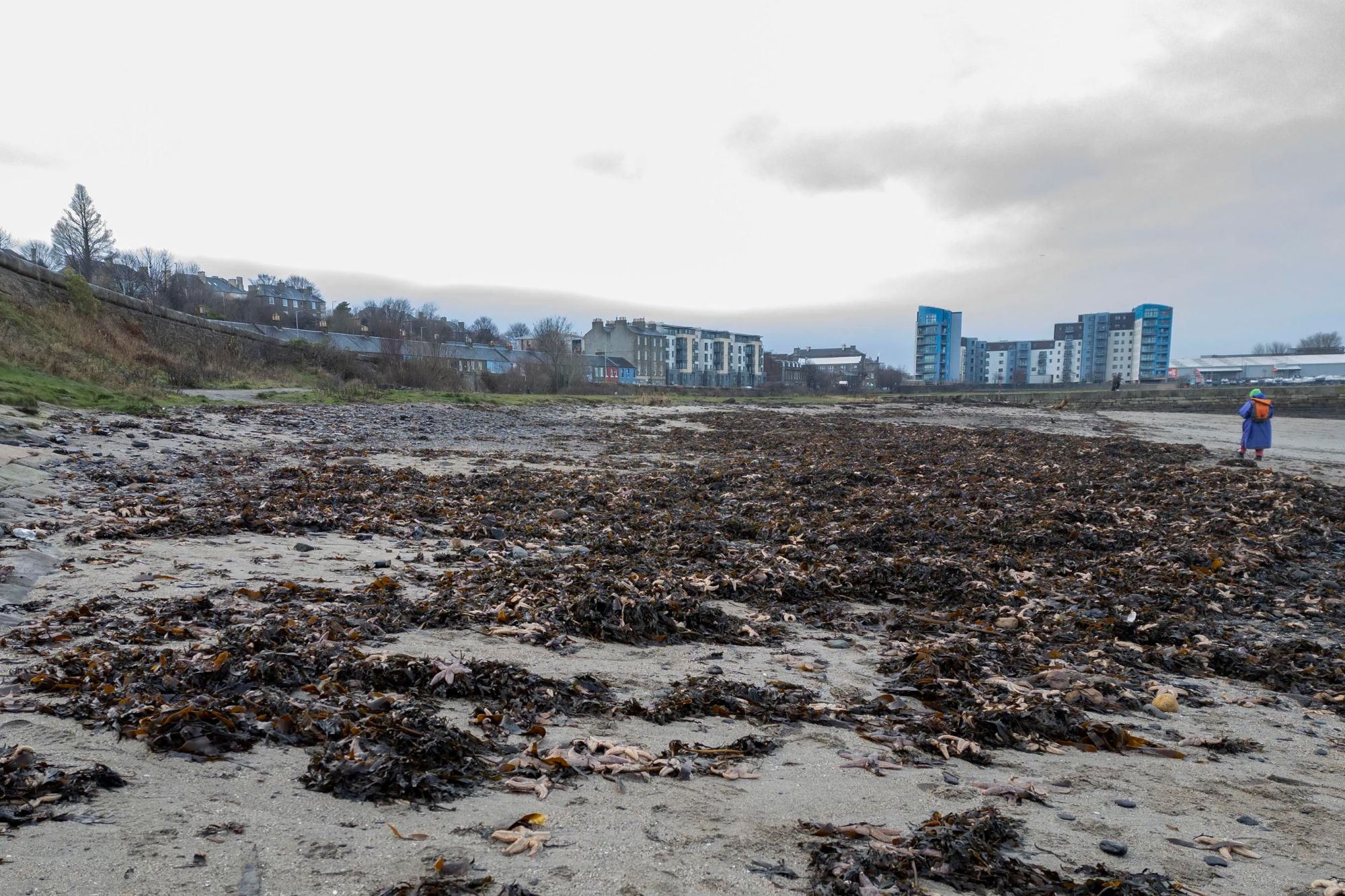 An image collage containing 1 images, Image 1 shows Hundreds of starfish washed up on Wadie Bay beach in Edinburgh