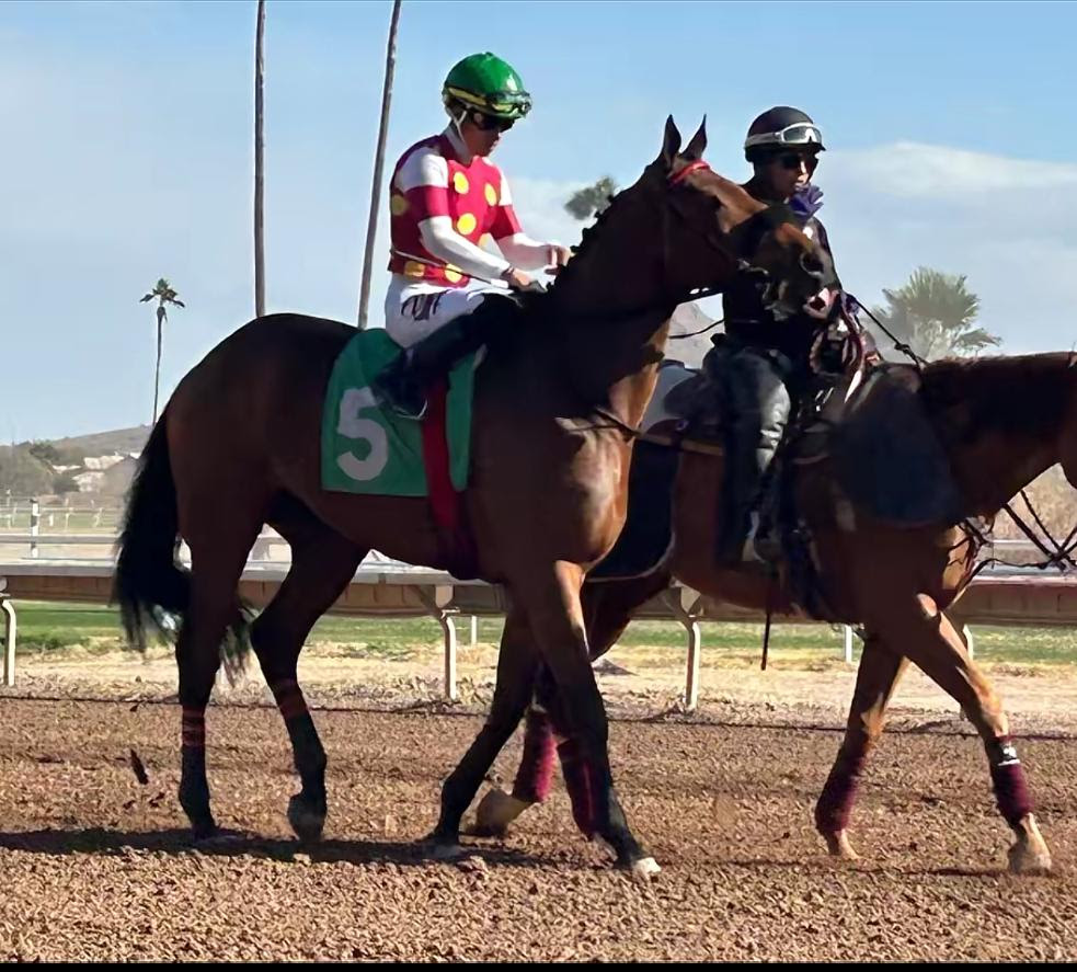 Surprsinglyperfect in the post parade for a race at Turf Paradise. Photo courtesy of Vanessa Evans