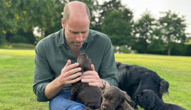 Prince William sitting in grass petting puppies