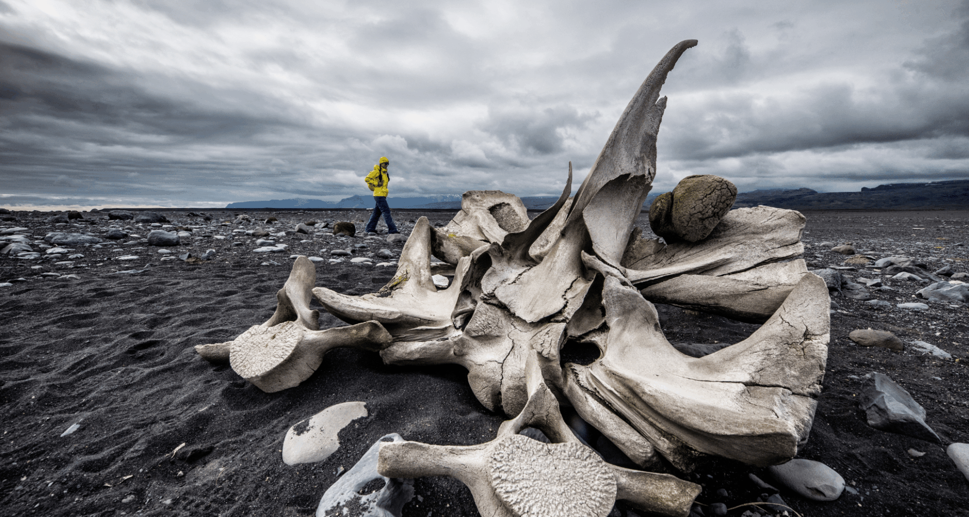 Scientists Stunned As Mammoth Fossils In Alaska Expose A Totally Different Species!