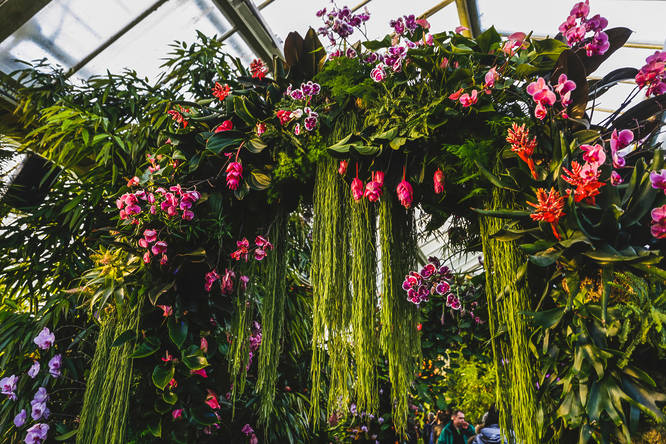 Floral display at Kew Gardens' annual Orchid Festival