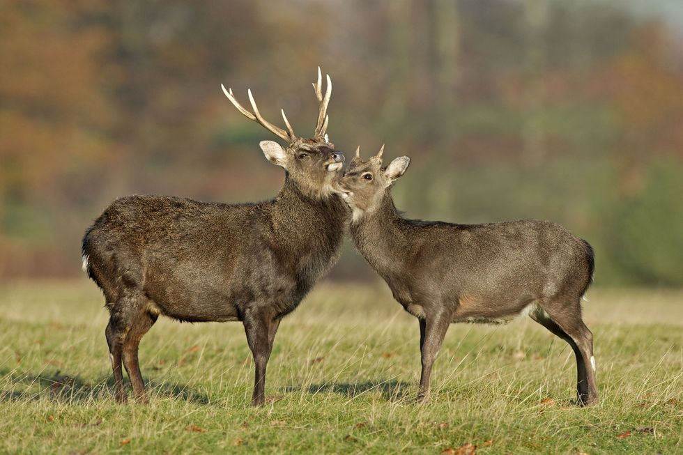 Sika deer