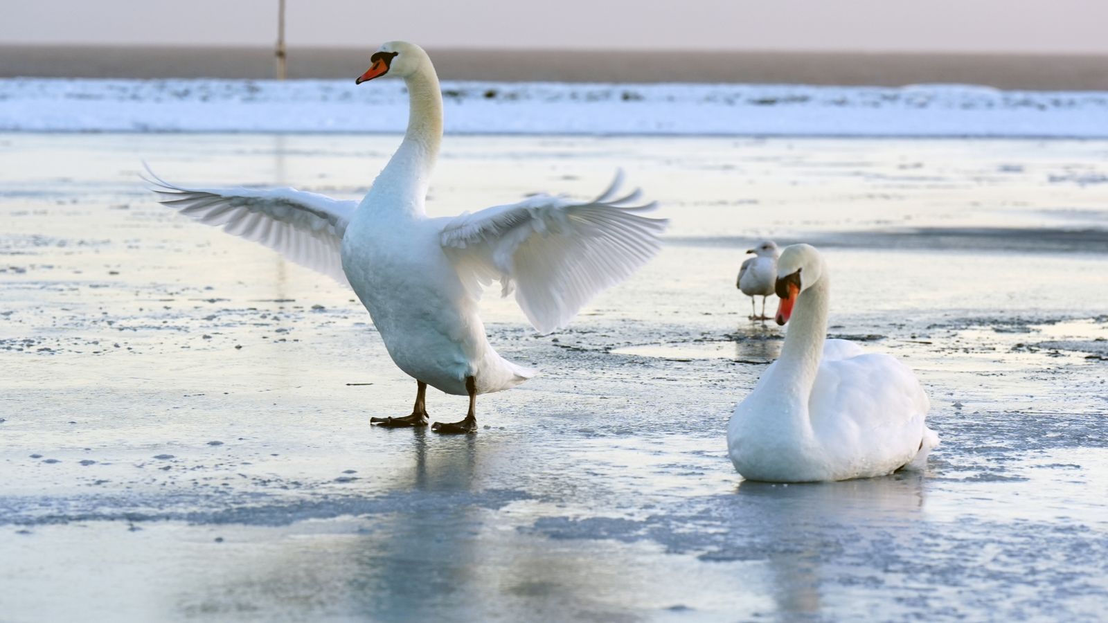The Tynemouth boating lake near Newcastle in England's northeast froze over on Sunday. Pic: PA