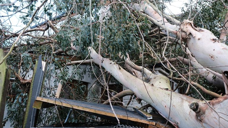 A tree fell on a house in Falmouth, Cornwall on Friday. Pic: PA