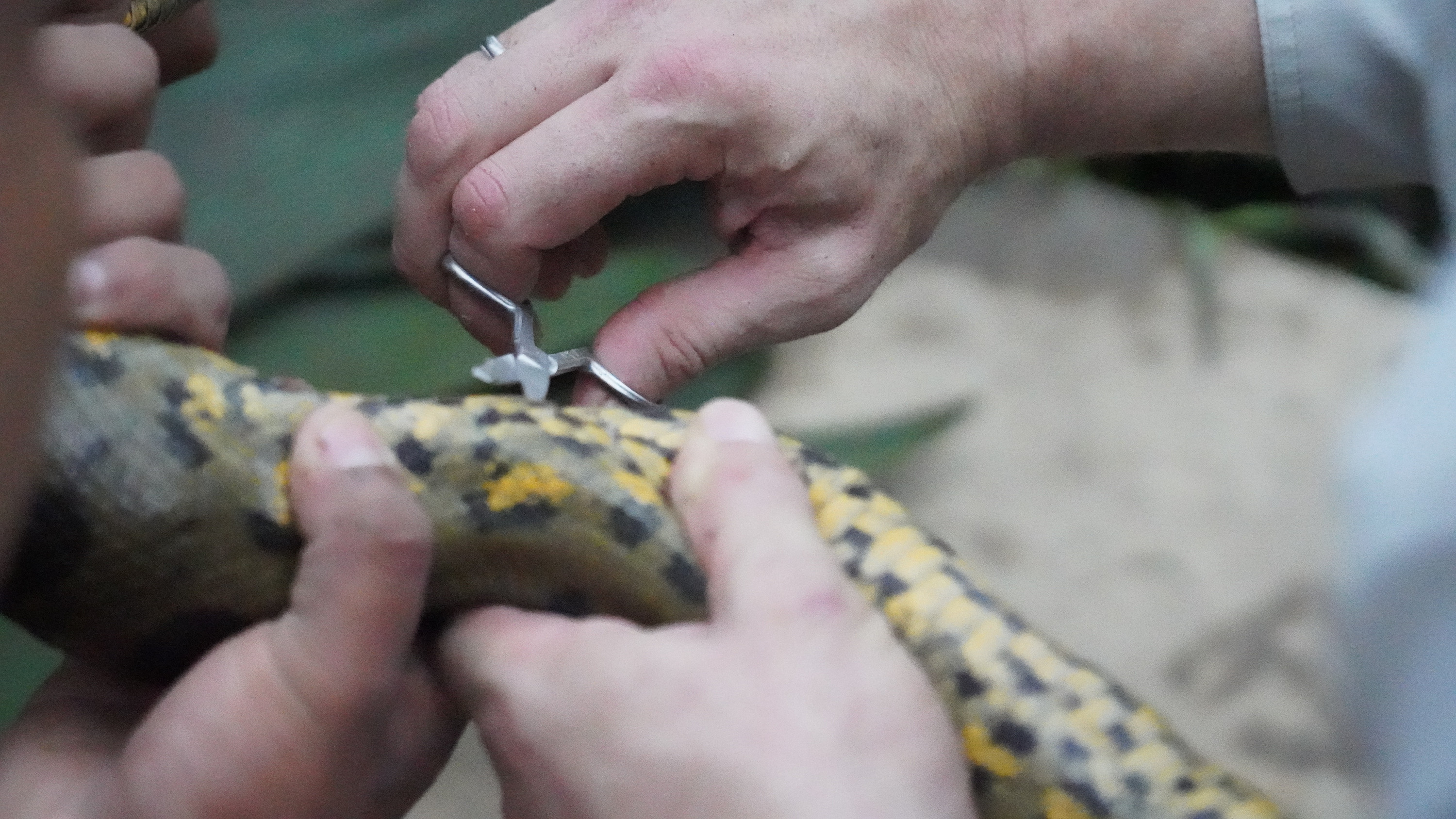 Professor Bryan Fry and Marcelo Tepe&ntilde;a Baihua take a sample from a male Green Anaconda, later revealed to be a new species Eunectes akayima.