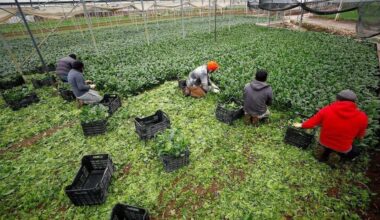 Moroccans Make Up 81% of Spain’s Seasonal Workforce in 2025