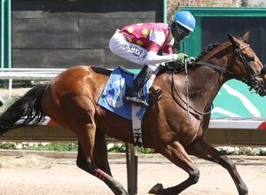 ‘This is like winning the Eclipse Award for a blue-collar horse’ – Surprsinglyperfect named claiming horse of the year | Topics: National HBPA