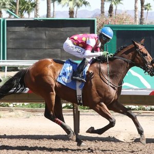 ‘This is like winning the Eclipse Award for a blue-collar horse’ – Surprsinglyperfect named claiming horse of the year | Topics: National HBPA