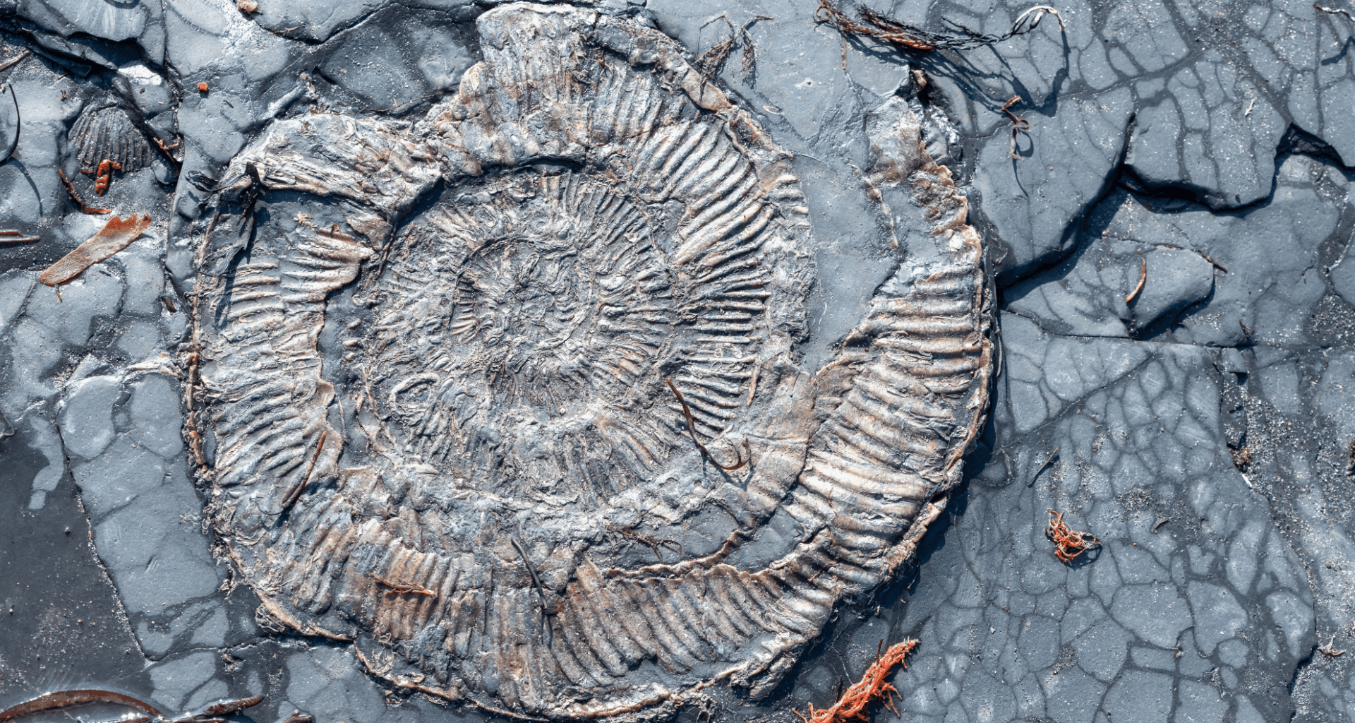 These Creatures Survived The Asteroid That Killed The Dinosaurs, But Something Else Took Them