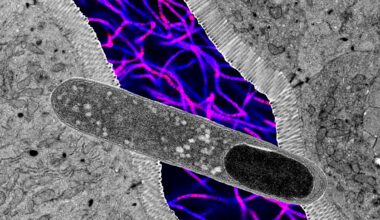 One Gut Microbe Blocks Weight Gain in Mice on a High-Fat Diet : ScienceAlert