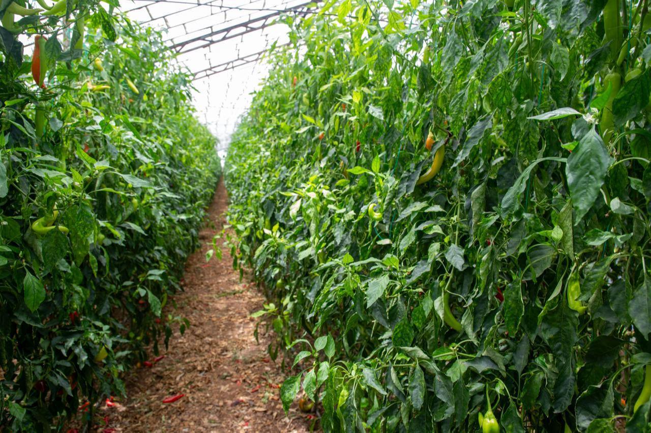 Rows of pepper plants grow inside a greenhouse in Antalya, Türkiye. (Adobe Stock Photo)