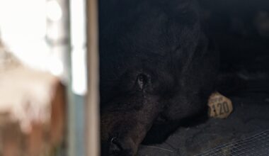 Huge black bear evicted from crawl space under Los Angeles home