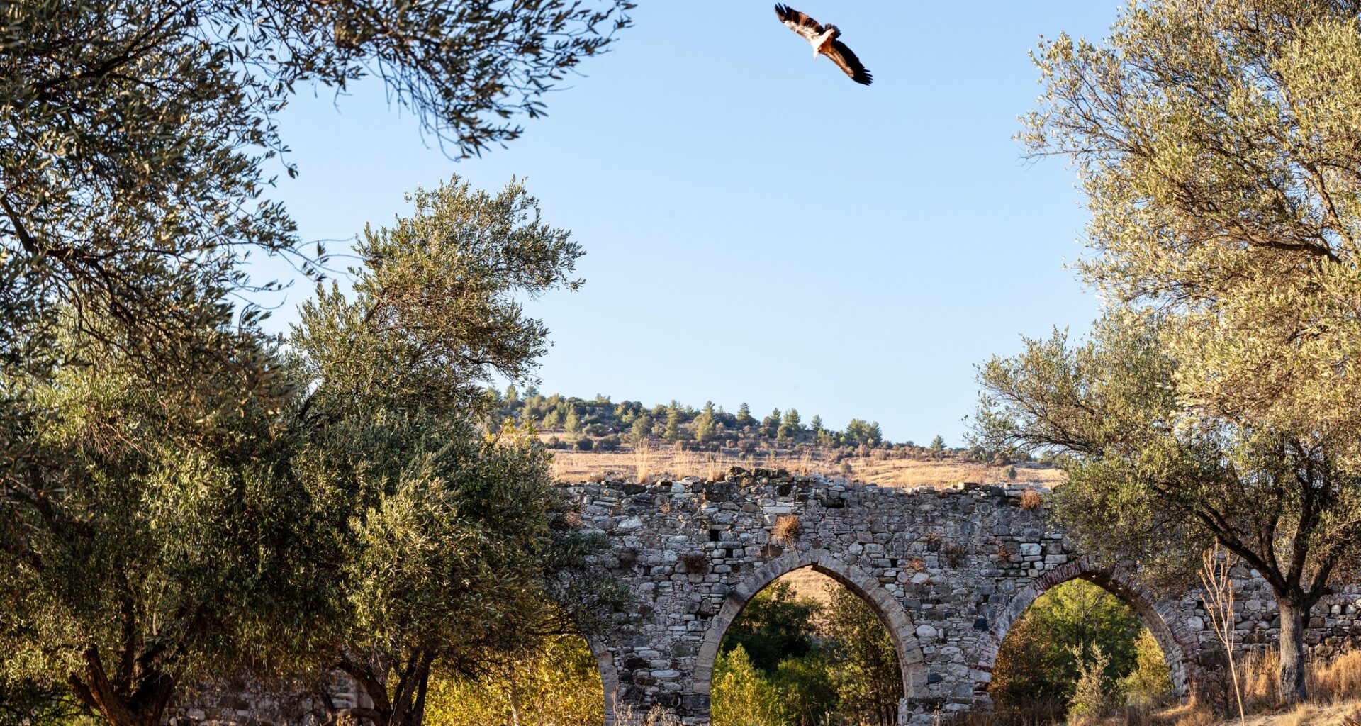 cover Griffon vultures cling to recovery as conservation gains threatened