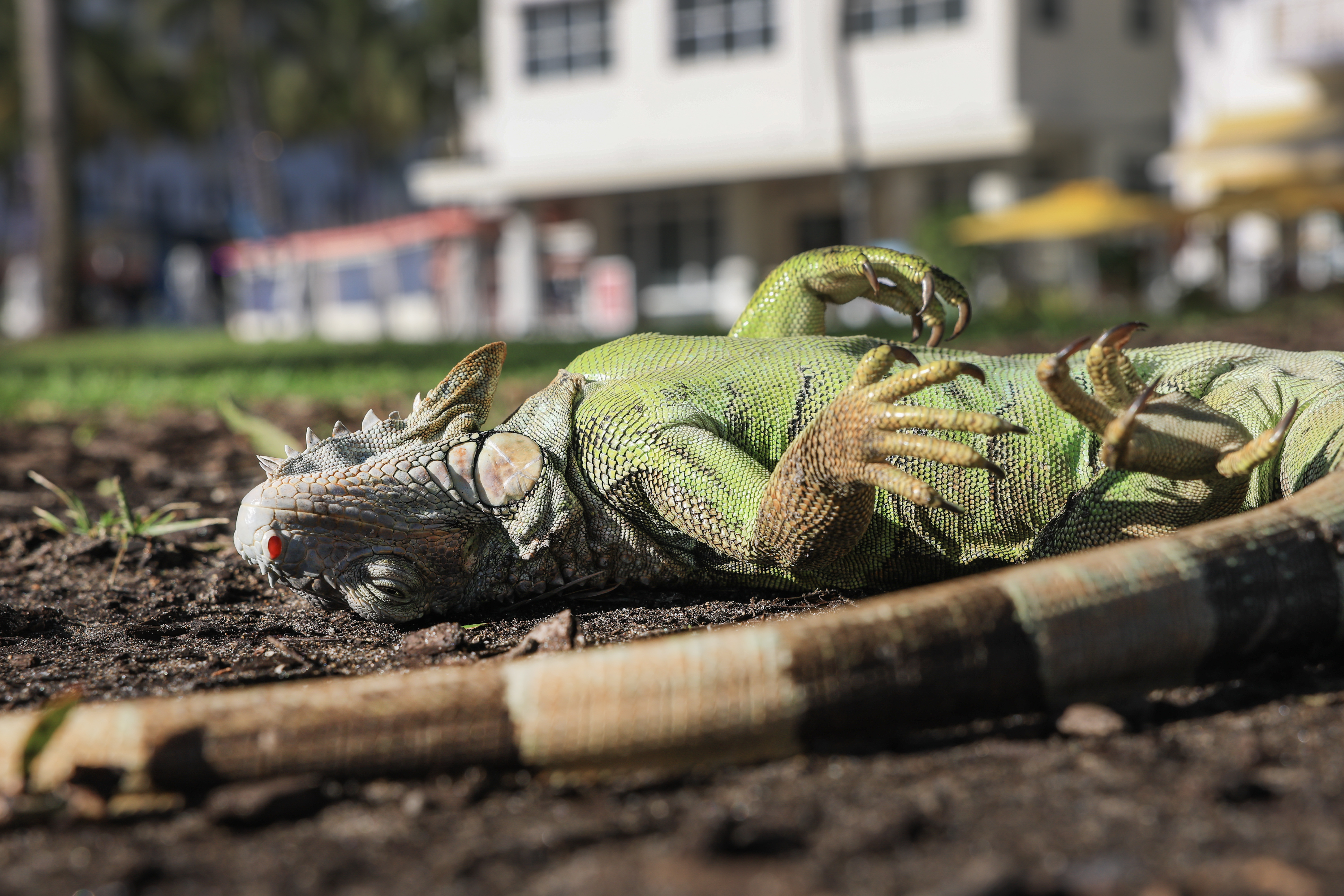 A cold-stunned green iguana lying on its back on the ground.
