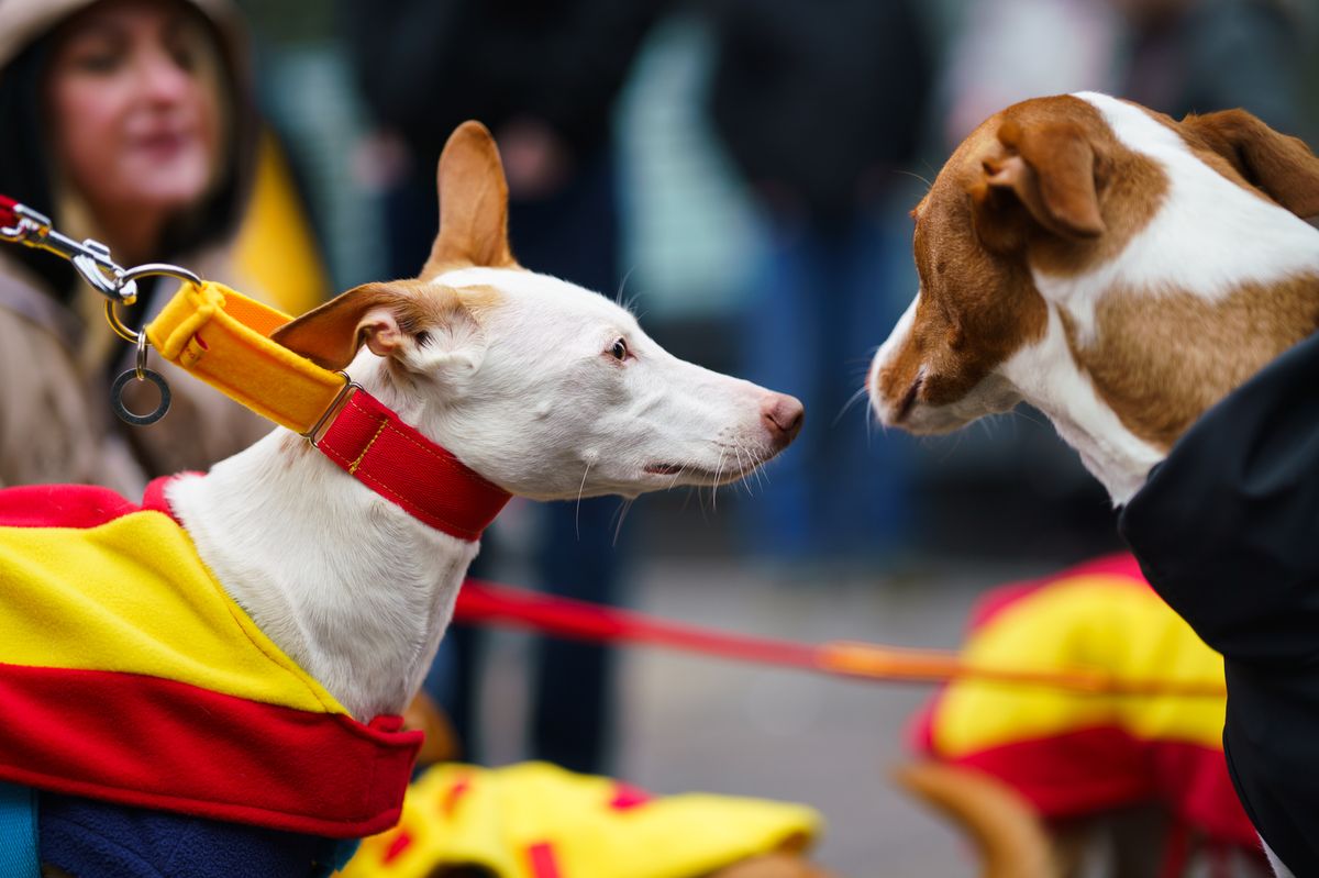spanish hunting dogs