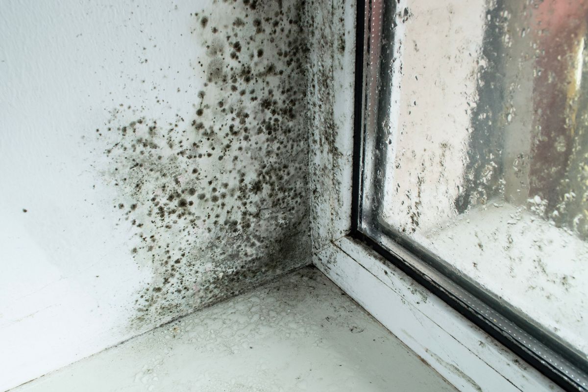 Black mold in the corner of the window sill.  Moldy plastic windows.