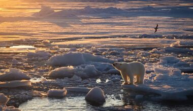 Polar bears are using ice loss to their advantage. But scientists warn it won’t last for long