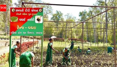 Union Budget 2026: ‘SHE-Marts’ to empower more women become lakhpati didis