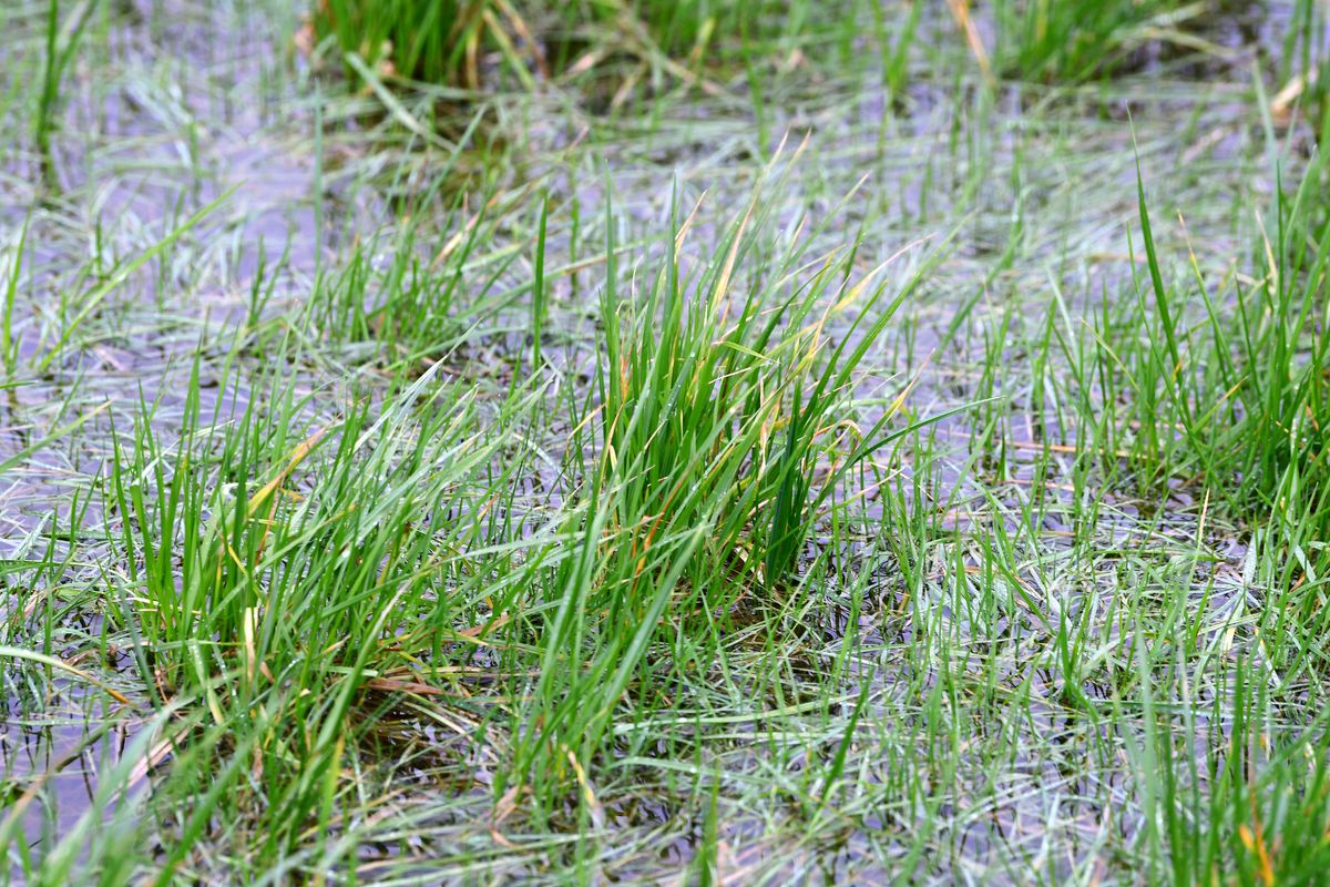 The ground is already waterlogged over the winter