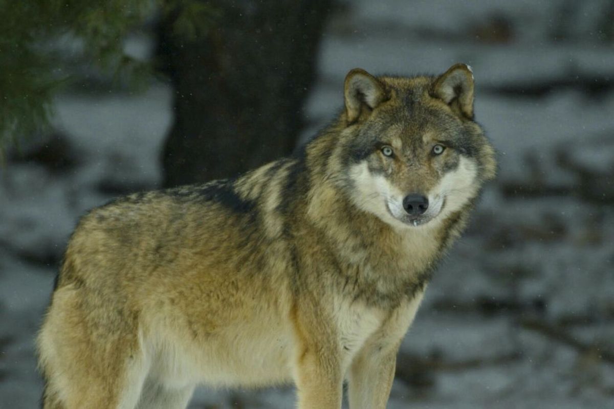 Wolf - GW2672m - faces execution legal battle