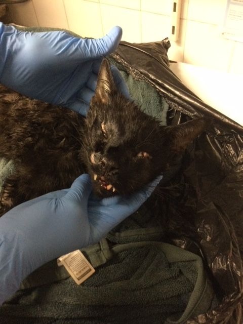 RSPCA appeal for info after “mutilated” cat found dead on doorstep