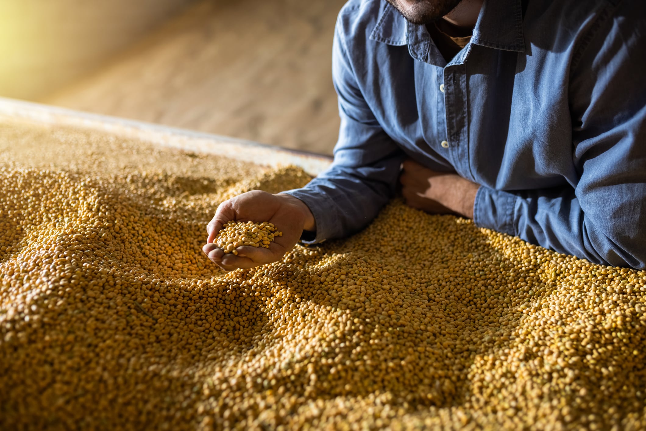 Young man in warehouse holds soybeans in hands and checks grain quality, concept of agriculture