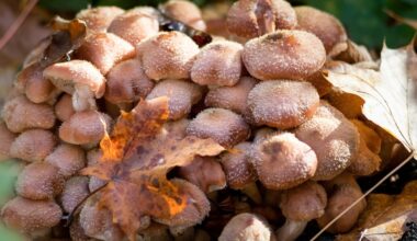 Armillaria ostoyae.